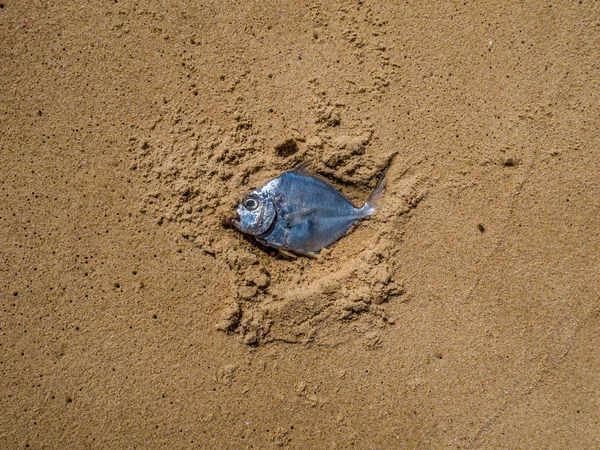 Dead fish on the beach. Water pollution concept/Dead fish on the beach/ Dead fish on the beach. Close up (dead, fish, pollution). — Stock Photo, Image