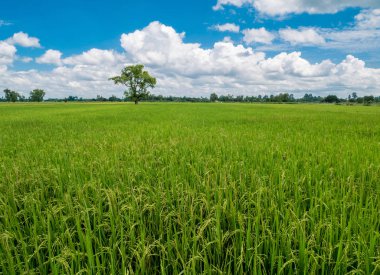 Yeşil pirinç alan gayet güzel daha içerilere manzarada. backgrou