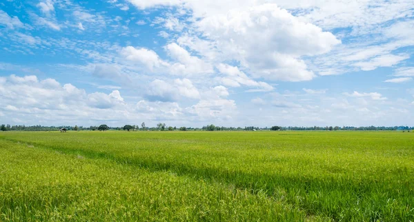 Campo de arroz verde está muy bien en el paisaje del norte. Antecedentes — Foto de Stock