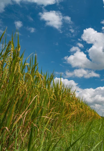 Cierra el campo de arroz. Hermosos arrozales verdes fueron convertidos en int — Foto de Stock