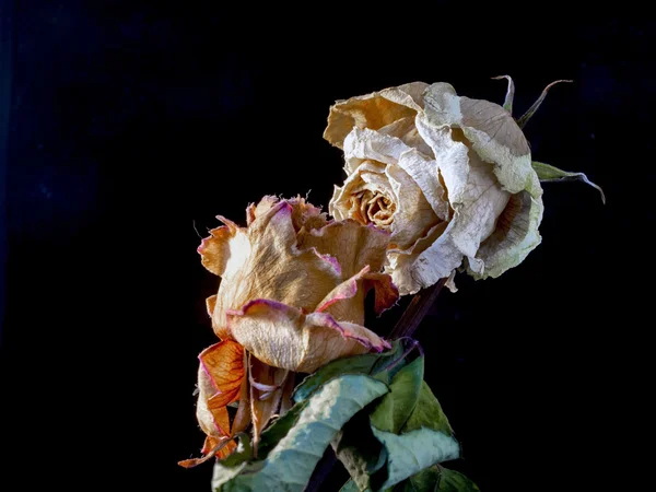 Сухий любові з троянди — стокове фото