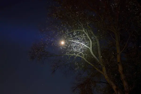 Spukwald in der Nacht — Stockfoto