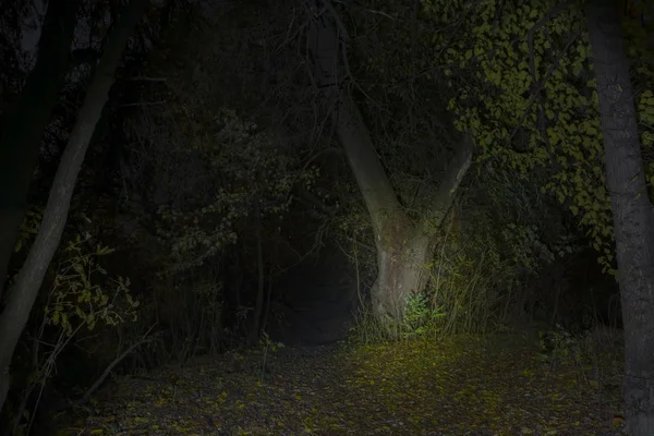 Spukwald in der Nacht — Stockfoto