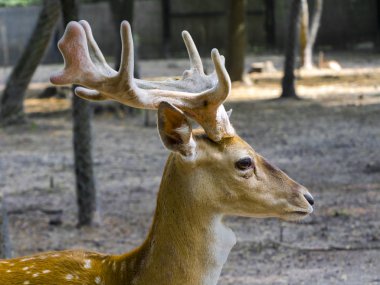 Bir neredeyse tükenmiş geyik türlerinden portresi
