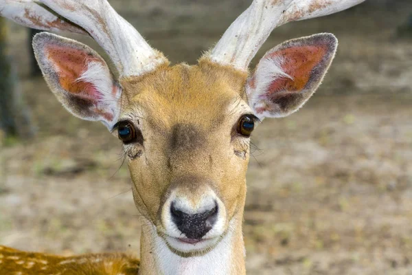 Retrato de uma espécie de veado quase extinta — Fotografia de Stock