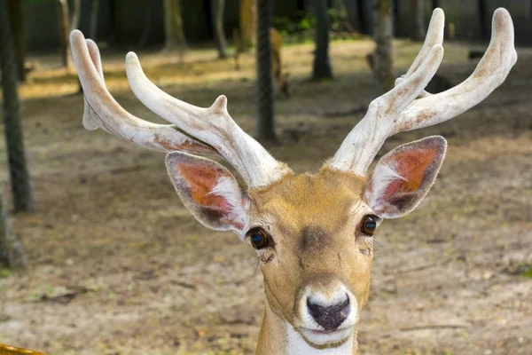 Portrait of an almost extinct deer species — Stock Photo, Image