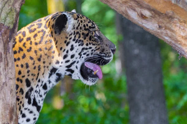 Gevlekte jaguar profiel — Stockfoto