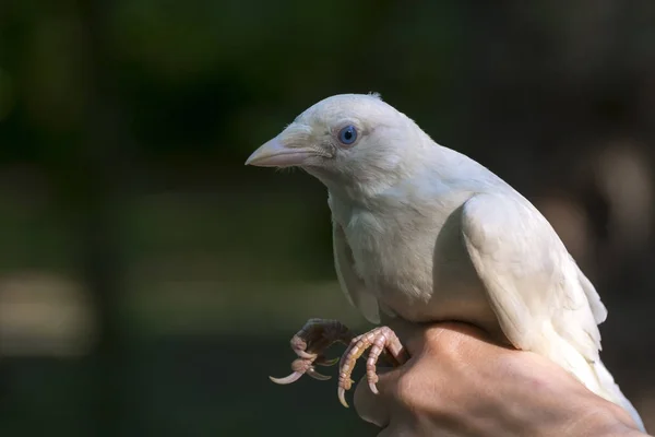 Rare as a white jackdaw — Stock Photo, Image