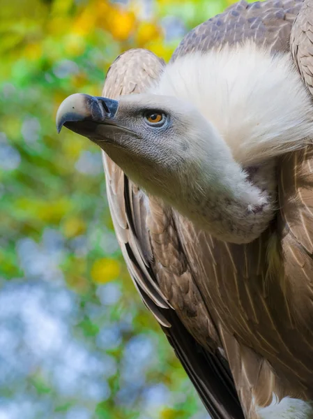 Griffon vulture head — Stock Photo, Image