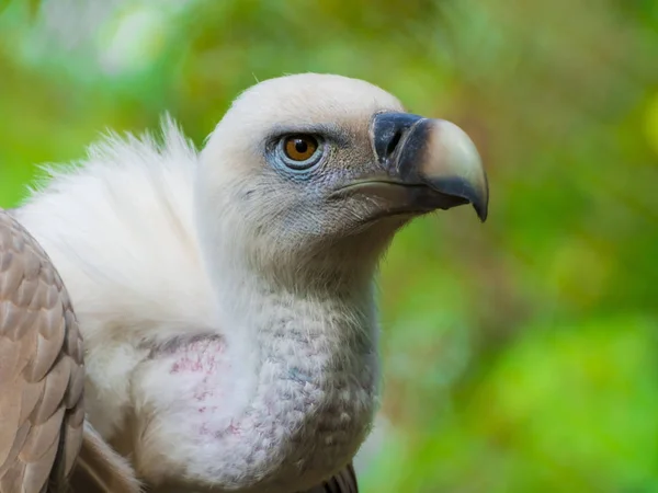 Griffon vulture head — Stock Photo, Image