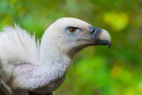 Griffon vulture head — Stock Photo, Image