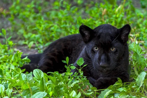 Black Jaguar Cub — Stock Photo, Image