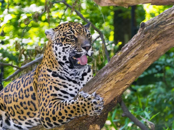 Spotted jaguar on tree — Stock Photo, Image