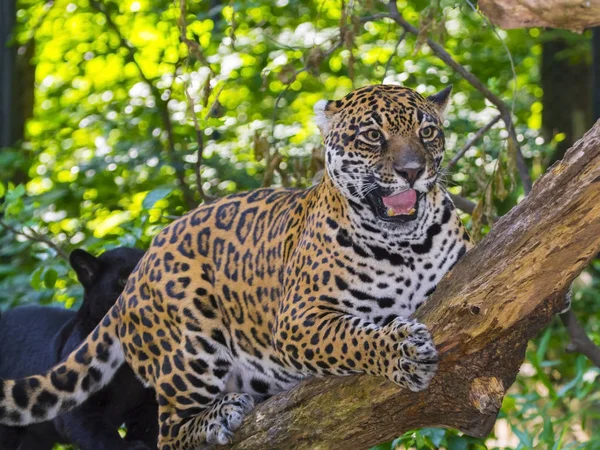 Пятнистый ягуар на дереве — стоковое фото