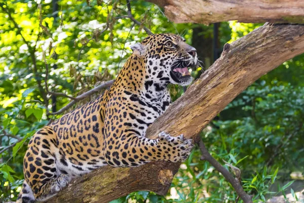 Пятнистый ягуар на дереве — стоковое фото
