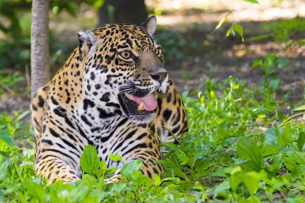 Gevlekte vrouwelijke jaguar — Stockfoto
