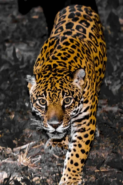 Приближающийся пятнистый ягуар — стоковое фото