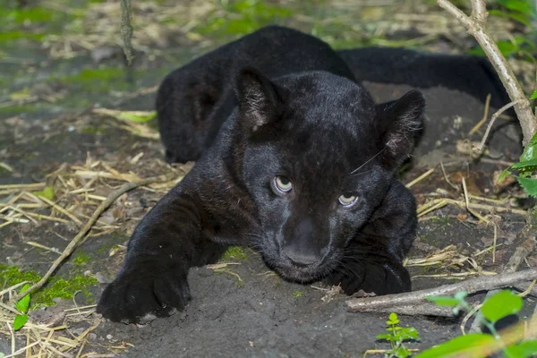 Schwarzer Jaguar — Stockfoto