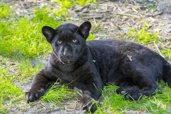 Zwarte Jaguar Cub — Stockfoto