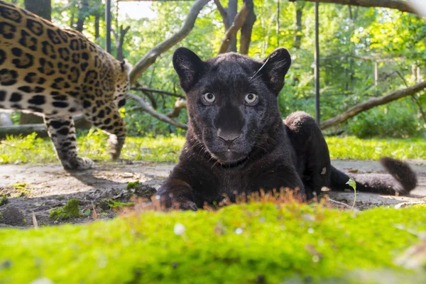 Schwarzer Jaguar — Stockfoto