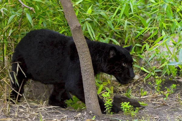 Czarny Jaguar Cub — Zdjęcie stockowe