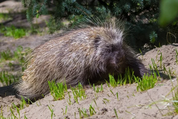 Walking Tree Porcupine — Stockfoto