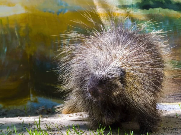 Marche de la Porcupine Arbre — Photo