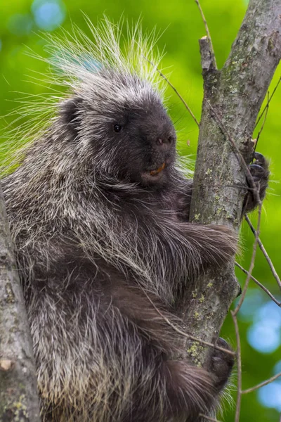 Tree Porcupine Climb — Stock Photo, Image