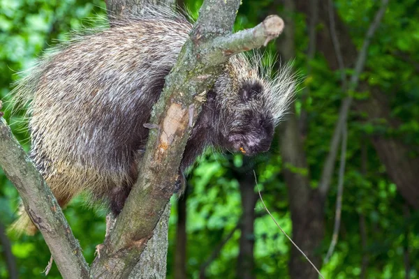 Tree Porcupine Climb — Stock Photo, Image