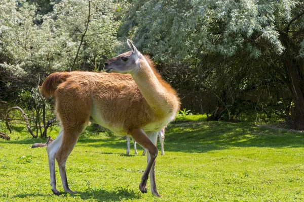 Guanaco full body — Stock Photo, Image