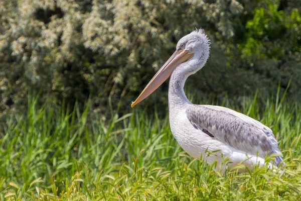 Dalmatian pelican in the field — Stock Photo, Image