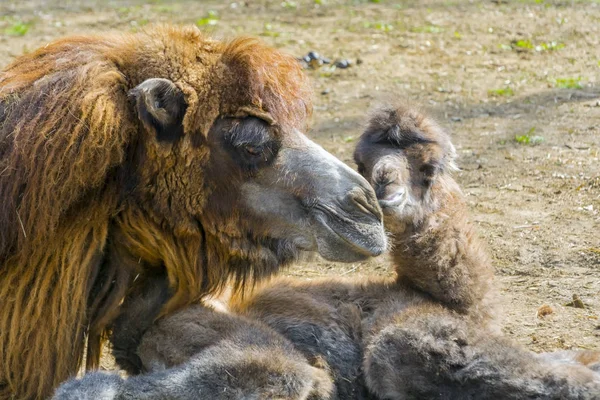 Newborn Bactrian camel — Stock Photo, Image