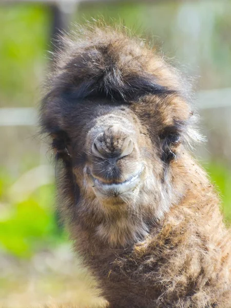 Bactrian camel baby — Stock Photo, Image