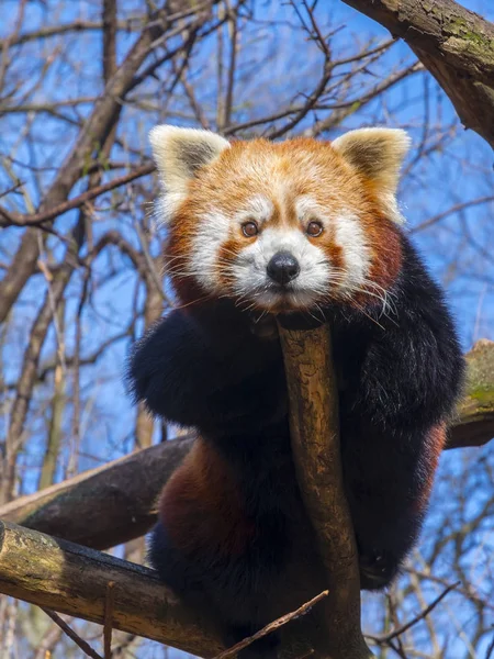 Red Panda dinlenme