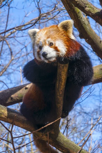 Στηργμένος κόκκινο Panda — Φωτογραφία Αρχείου