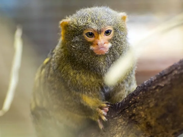 Bir ağaç üzerinde Pigme marmoset — Stok fotoğraf