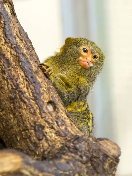 Pygmäenäffchen auf einem Baum — Stockfoto