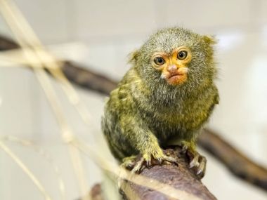 Pigme bir marmoset önünde