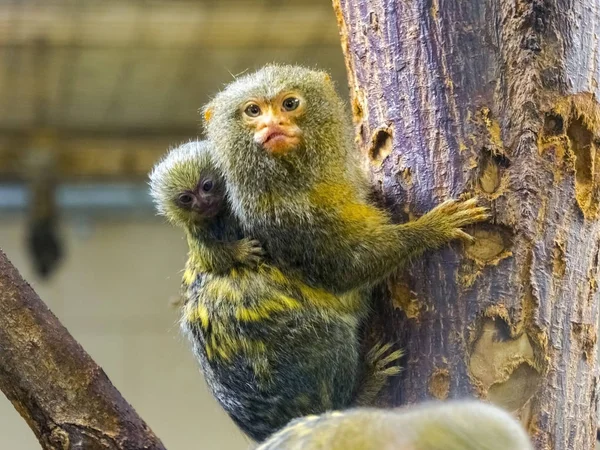 Pygmy marmoset on a tree — Stock Photo, Image