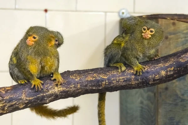 Pygmy marmoset on a tree — Stock Photo, Image