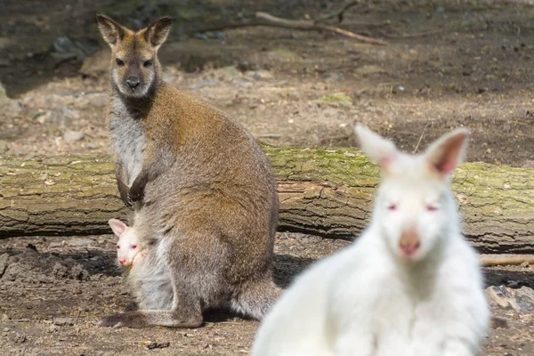 Família mista wallaby — Fotografia de Stock