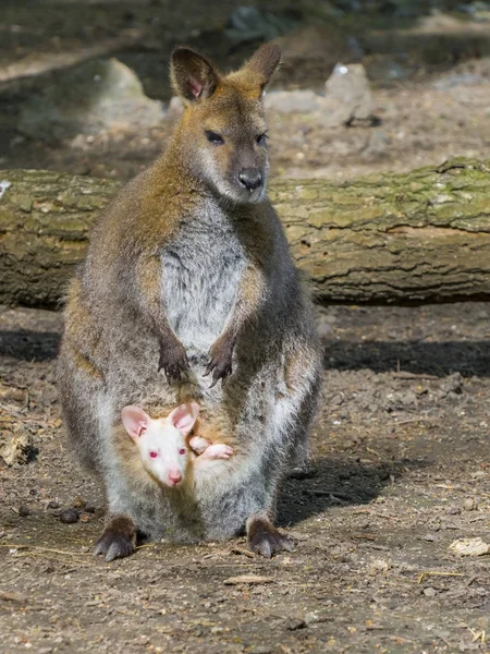 アルビノ ベビー、灰色の母 — ストック写真