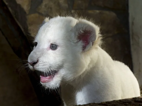 Cachorro de león blanco sudafricano —  Fotos de Stock