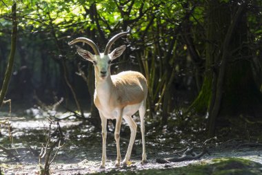 Goitered ceylan buck