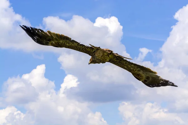Águia imperial voadora — Fotografia de Stock