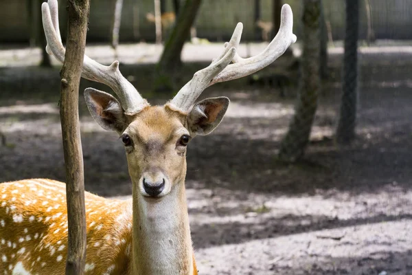 Persian fallow deer — Stock Photo, Image