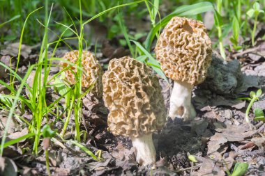 Morels yere