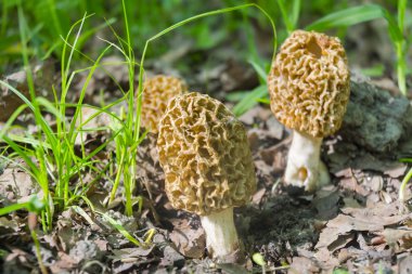 Morels yere