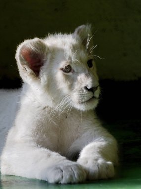 Gölgede genç beyaz aslan yavrusu
