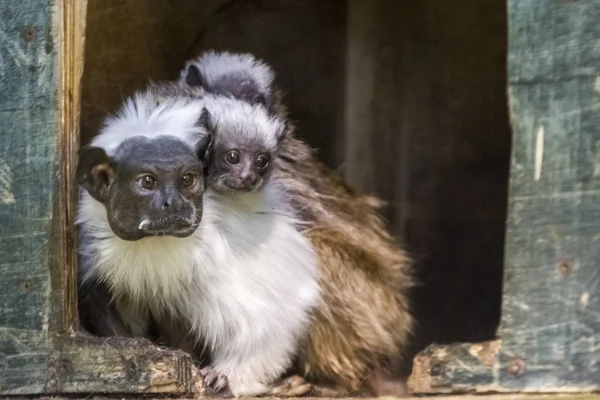 South American Pied tamarin with babies on back — Stock Photo, Image